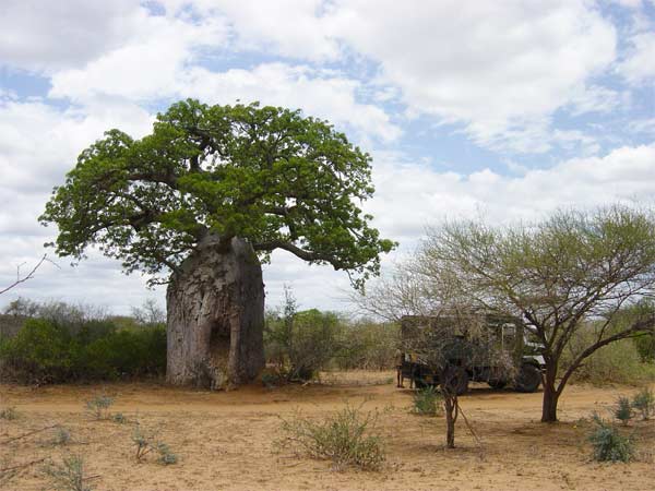 mozambique-sian-owen